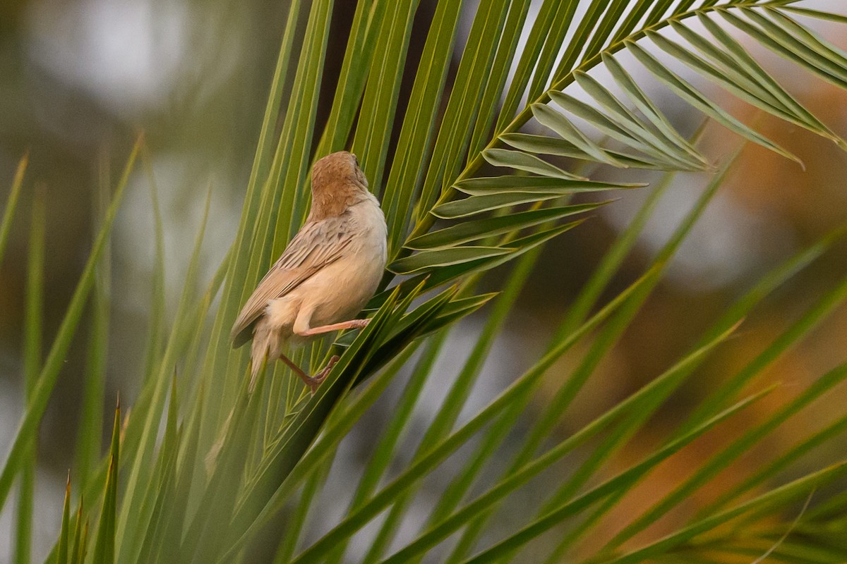 Luapula Cisticola - Stephen Davies