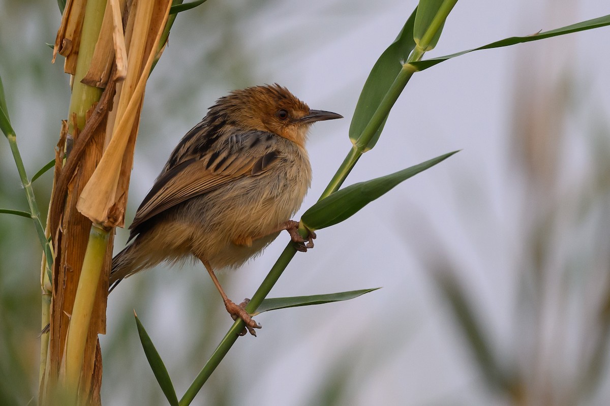 Chirping Cisticola - ML612464977