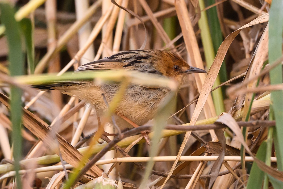 Chirping Cisticola - ML612464978