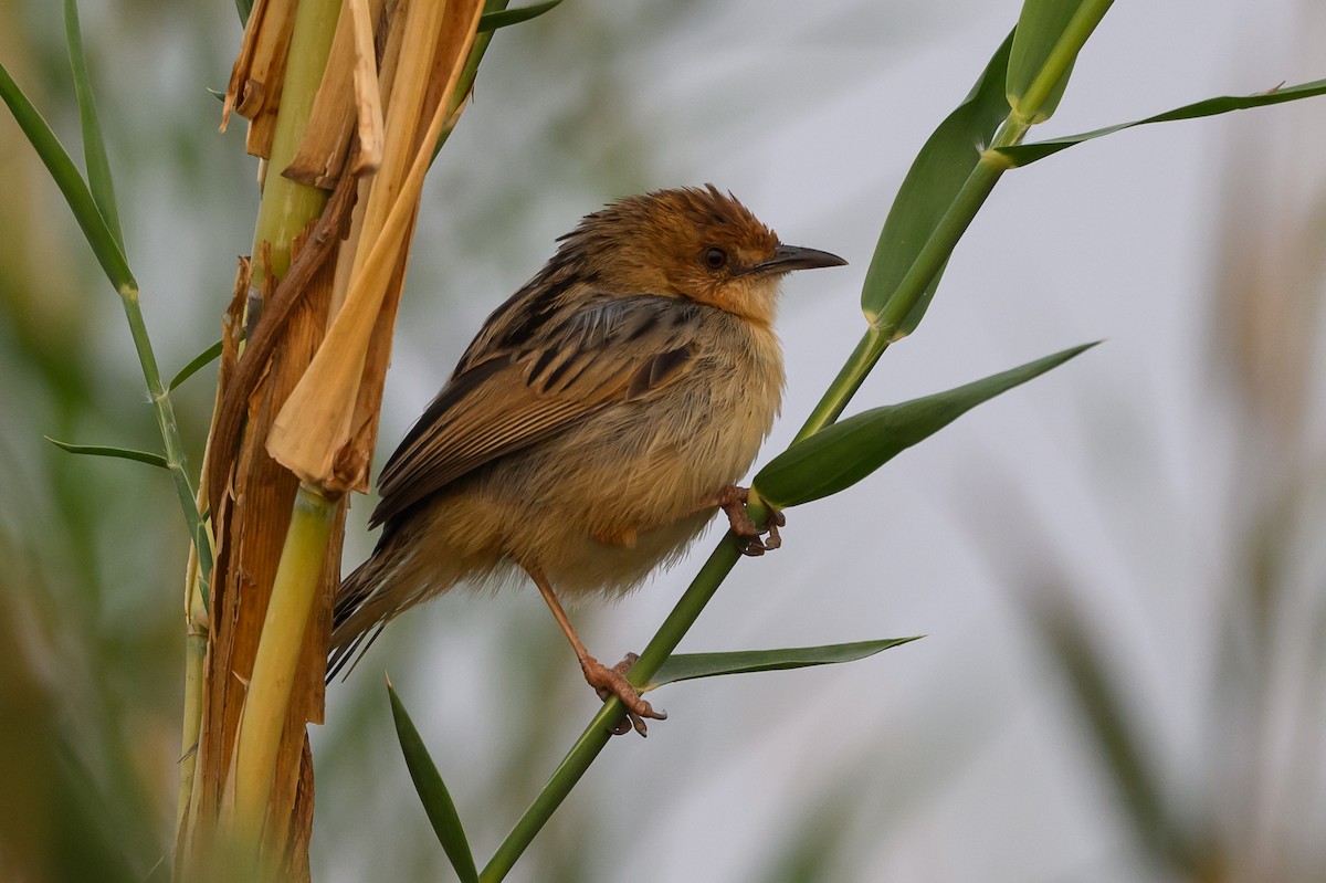 Chirping Cisticola - ML612464989