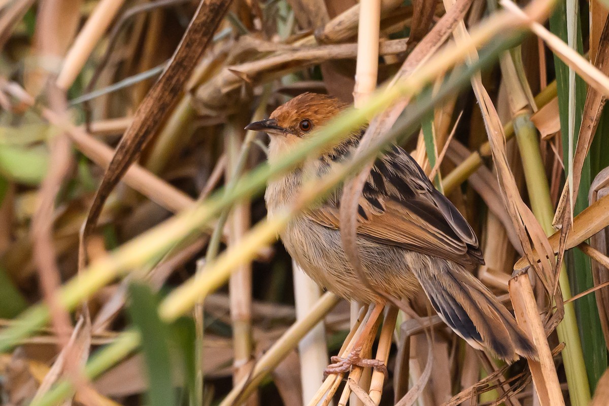 Chirping Cisticola - ML612464992