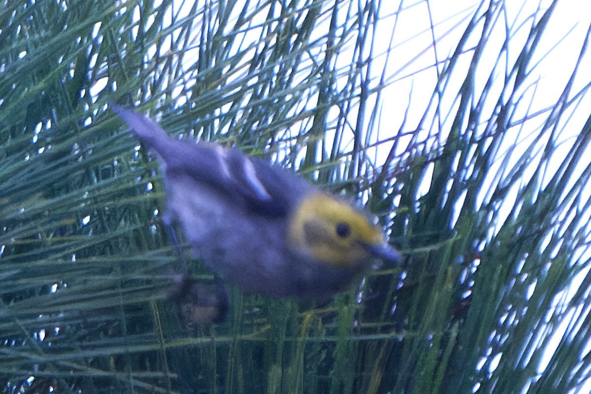 Hermit Warbler - Susanne Meyer