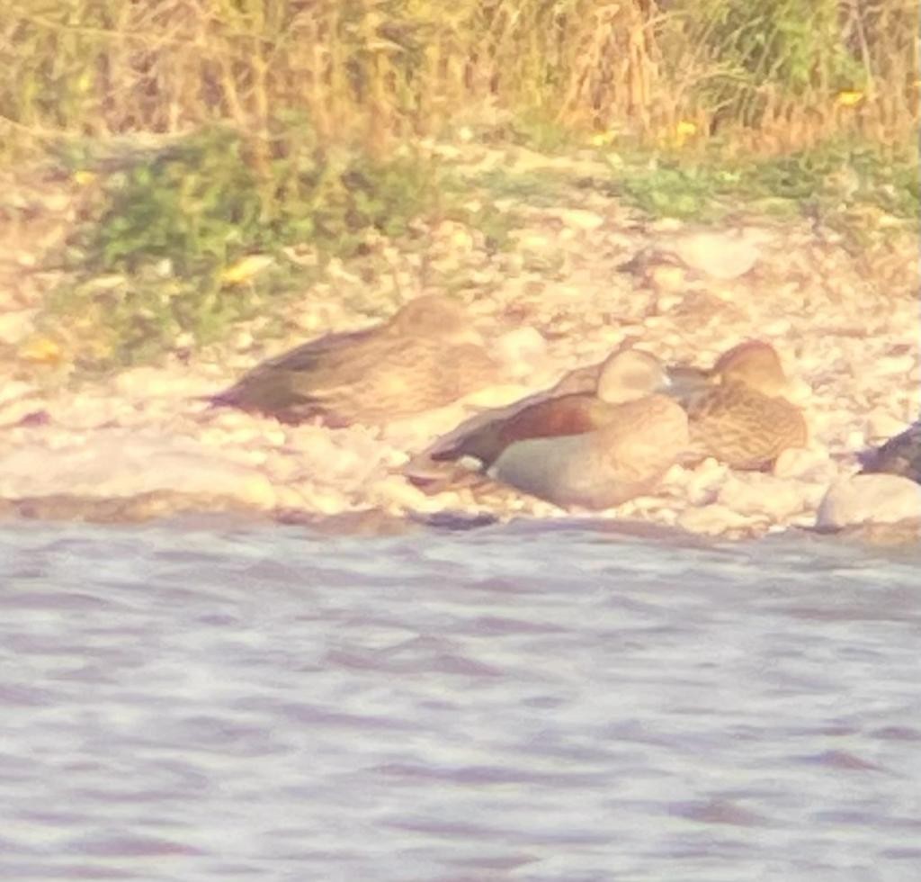 Ringed Teal - ML612465053