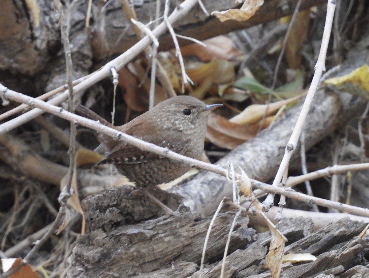 Winter Wren - ML612465126