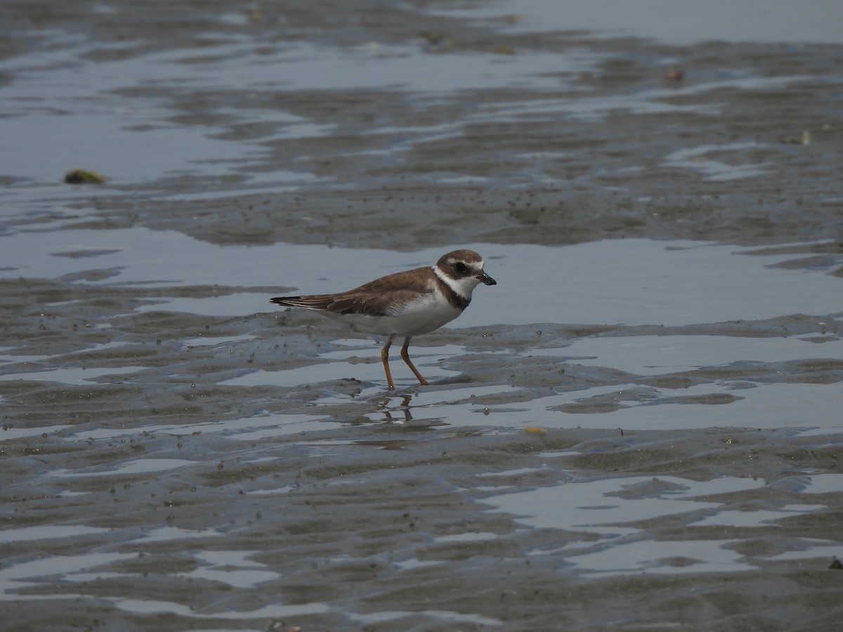 Semipalmated Plover - ML612465142