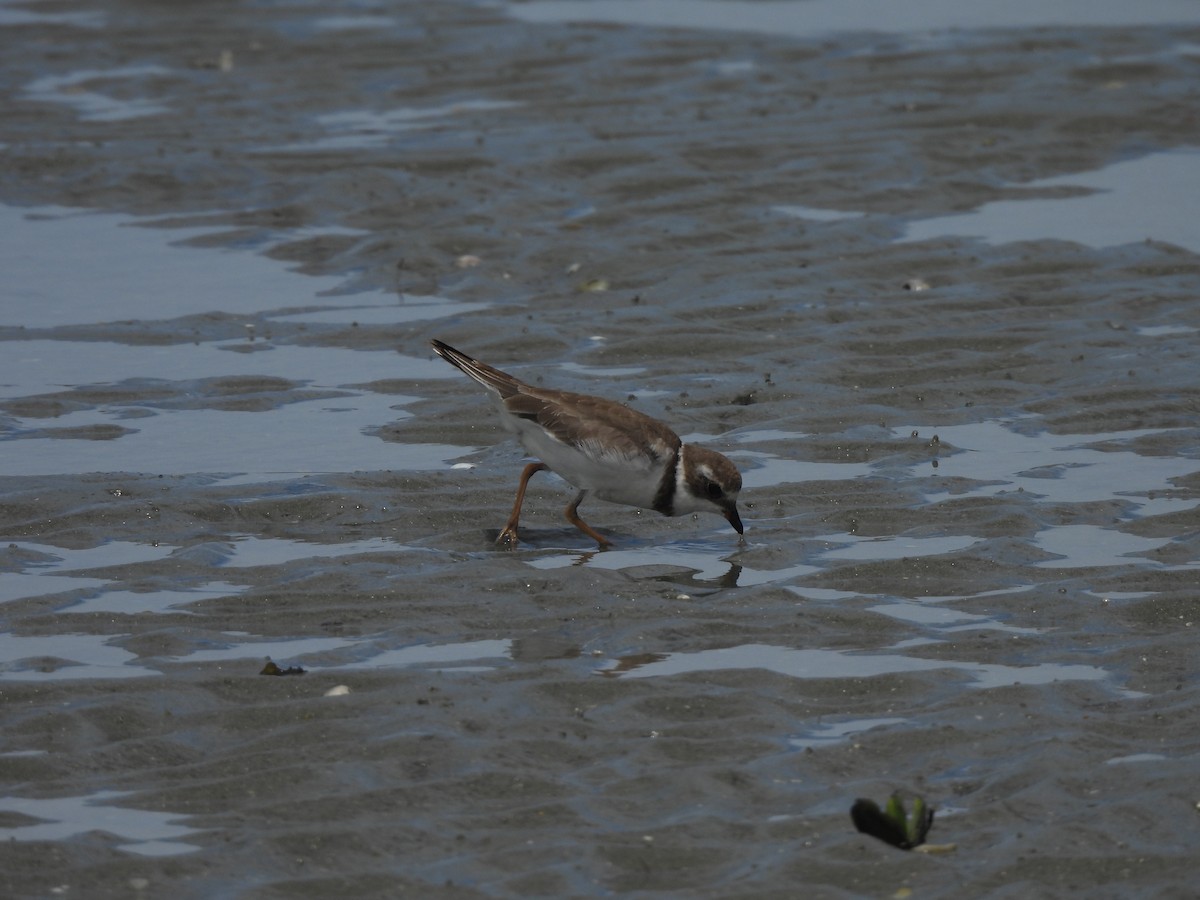 Semipalmated Plover - ML612465143