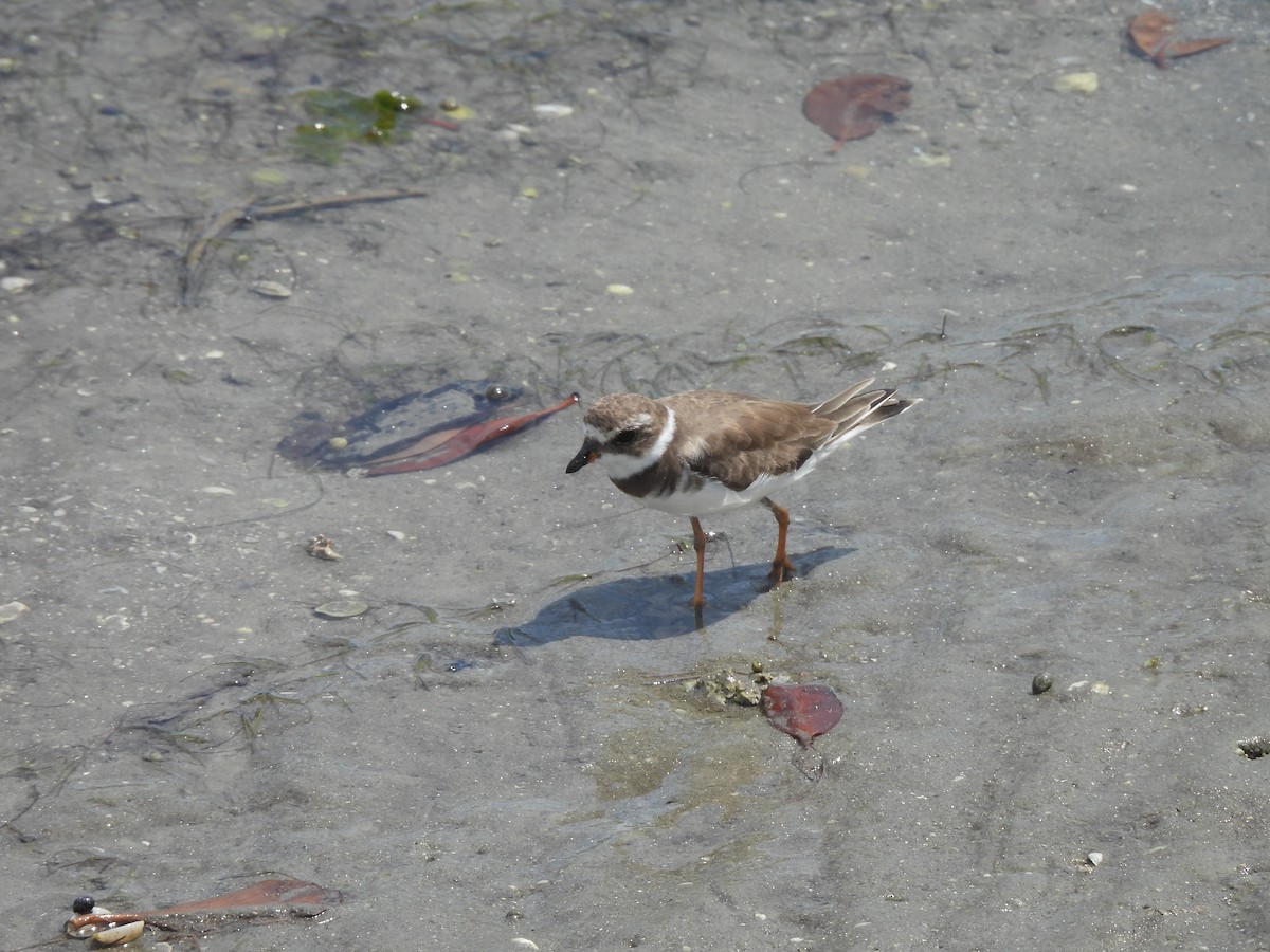 Semipalmated Plover - ML612465145