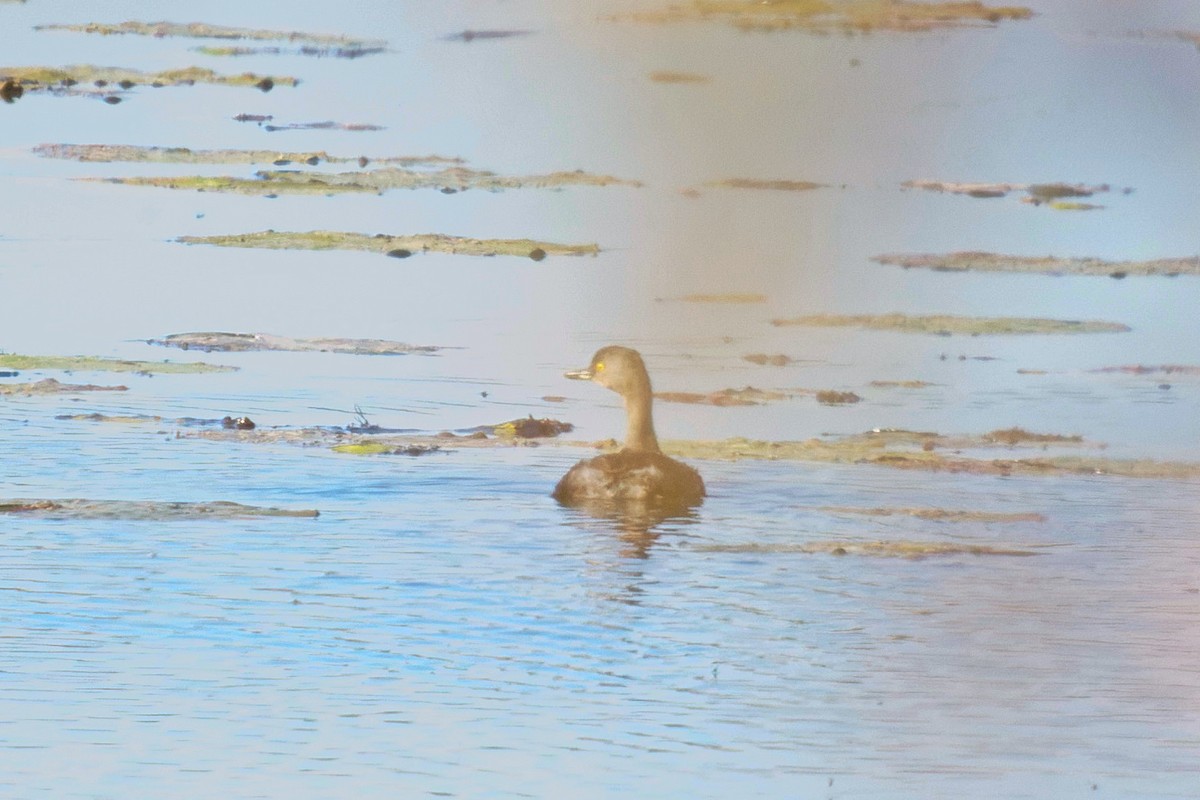 Least Grebe - ML612465160