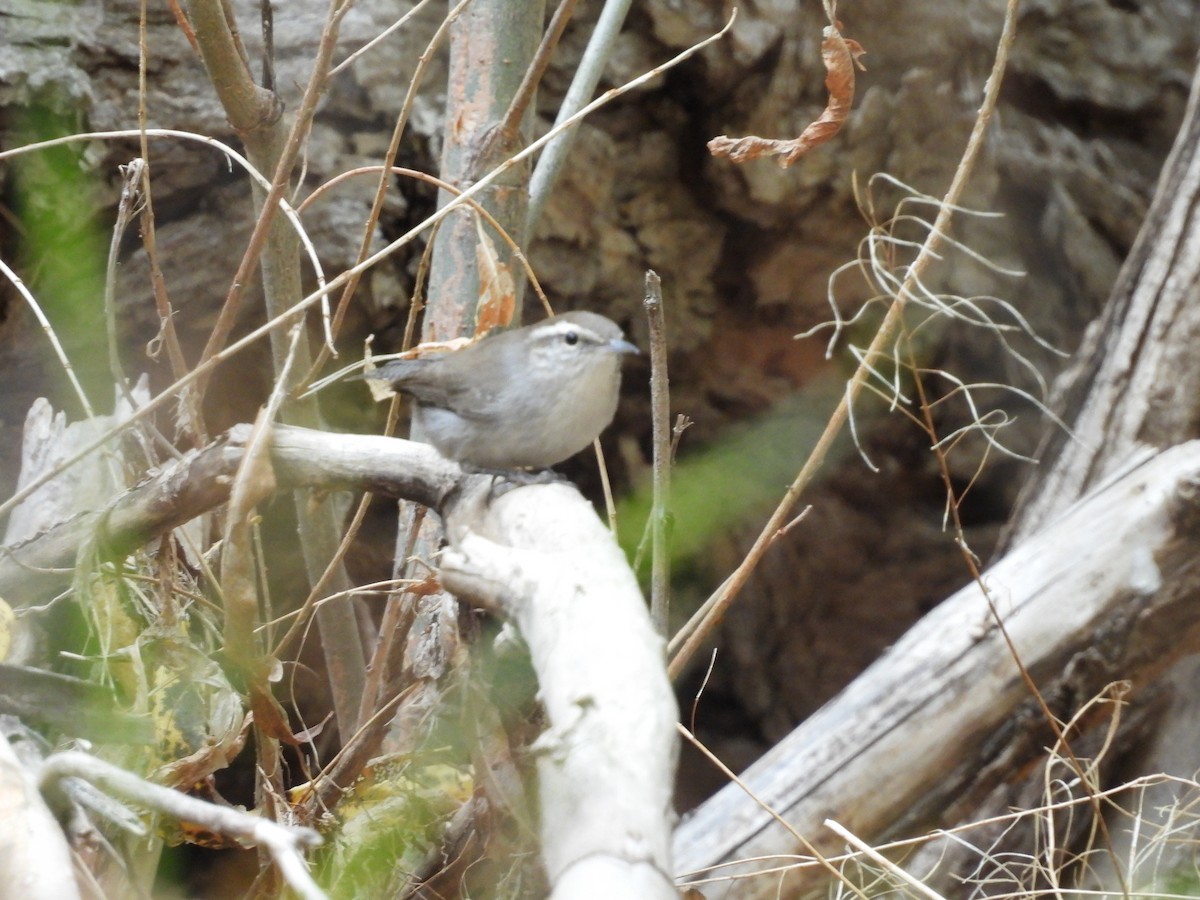 Bewick's Wren - ML612465189