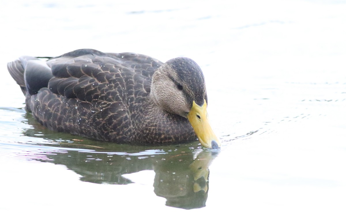 American Black Duck - ML612465193