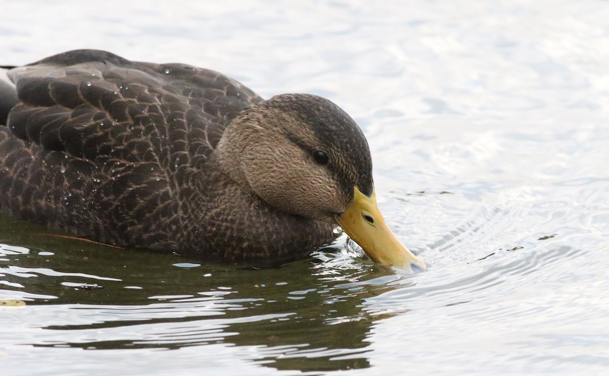 Canard noir - ML612465195