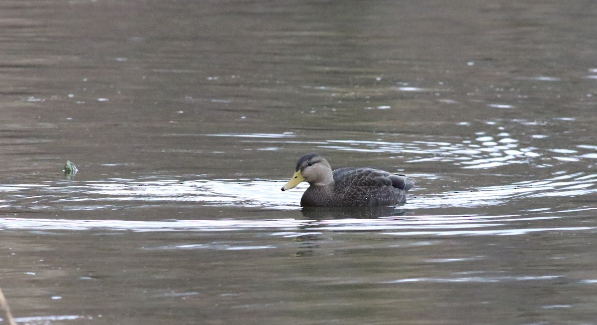 American Black Duck - ML612465196