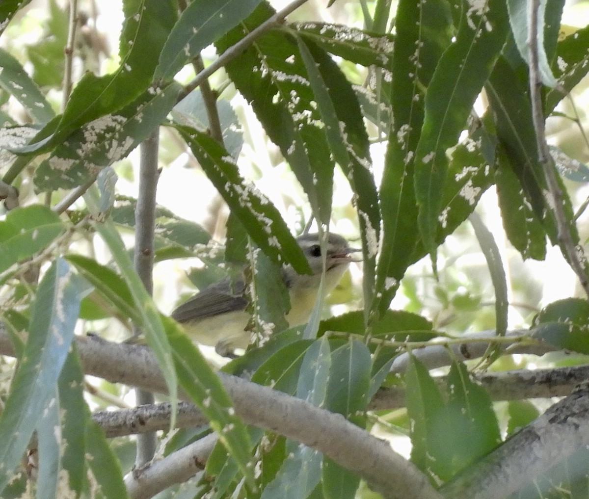Philadelphia Vireo - ML612465199