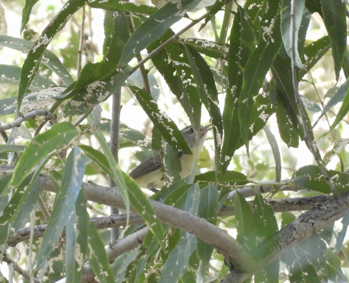 Philadelphia Vireo - ML612465202