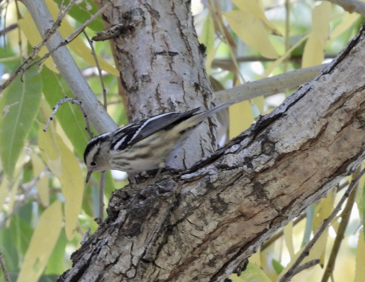 Black-and-white Warbler - ML612465238