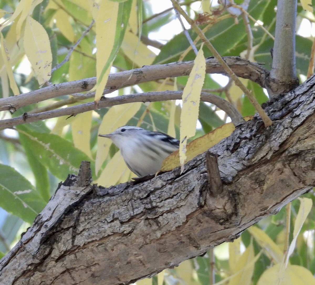 Black-and-white Warbler - ML612465241