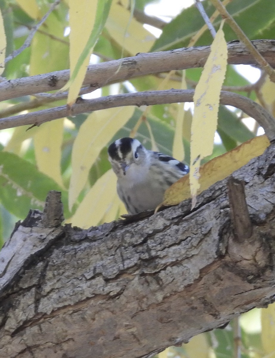 Black-and-white Warbler - ML612465244