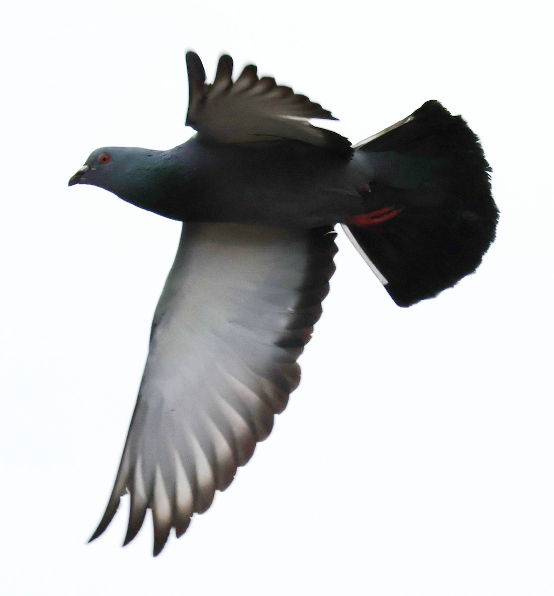 Rock Pigeon (Feral Pigeon) - ML612465249