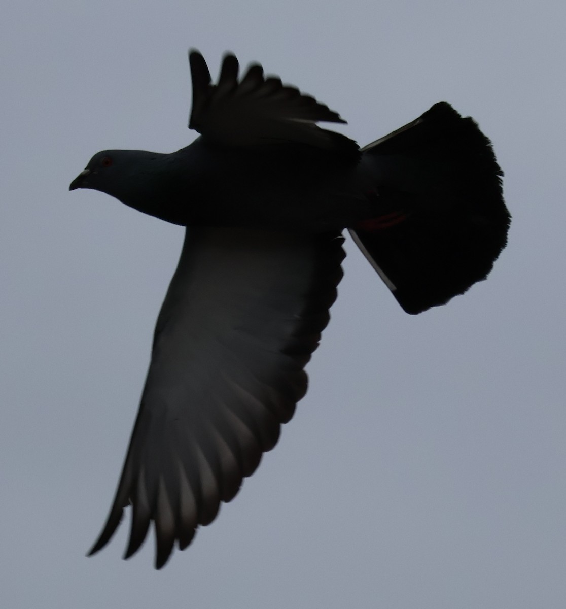 Rock Pigeon (Feral Pigeon) - ML612465250