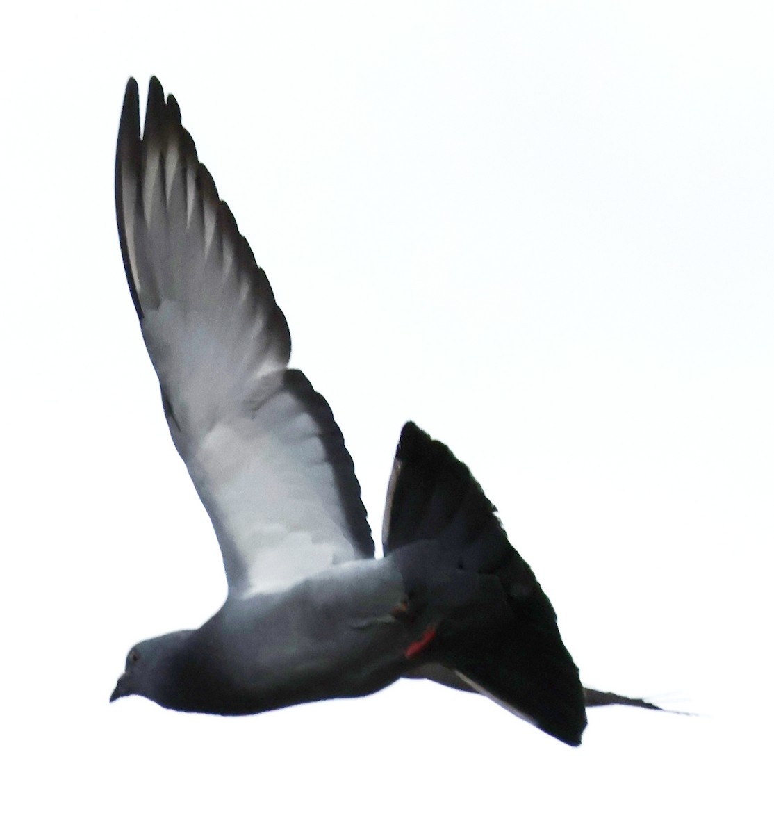 Pigeon biset (forme domestique) - ML612465251