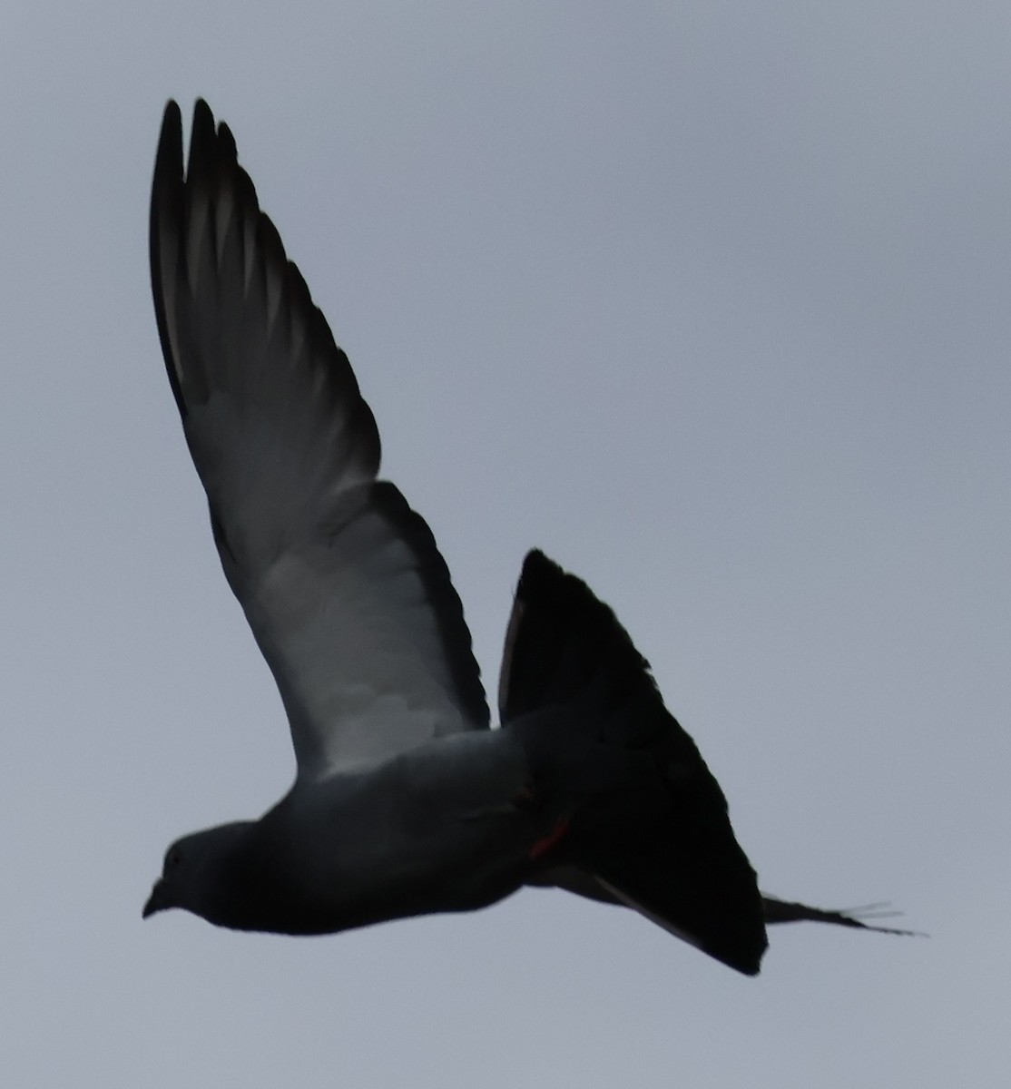 Rock Pigeon (Feral Pigeon) - ML612465252