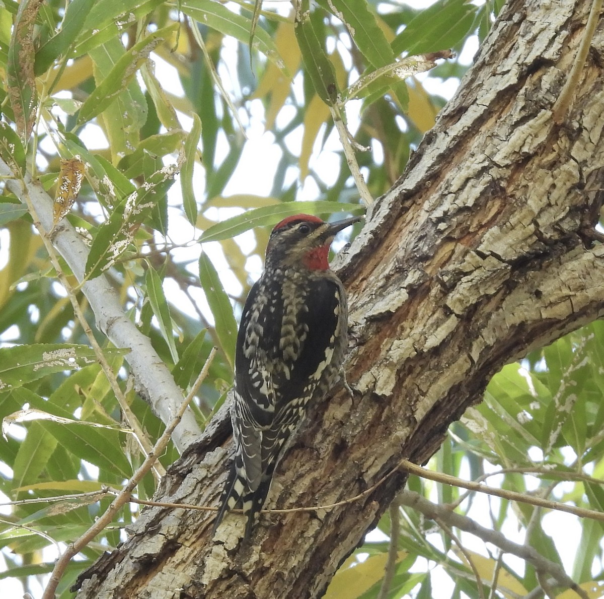 Red-naped Sapsucker - ML612465295