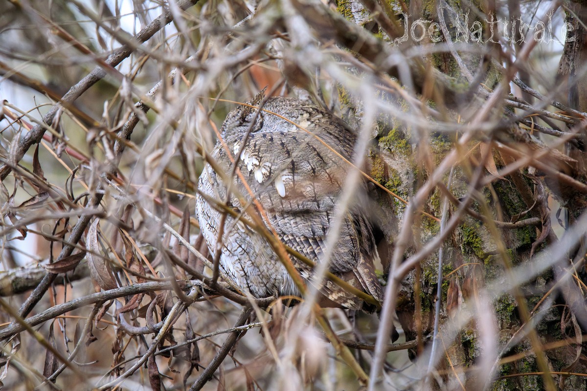 Western Screech-Owl - Joseph Turmes