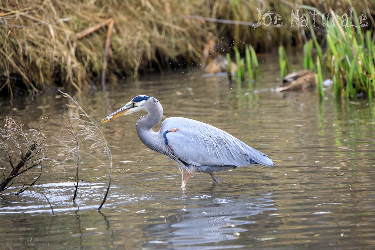 Great Blue Heron - Joseph Turmes