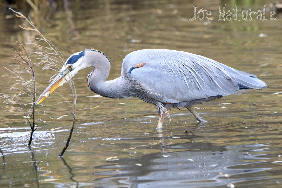 Great Blue Heron - Joseph Turmes