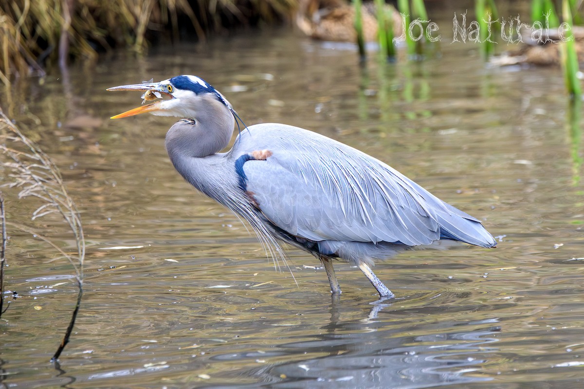 Great Blue Heron - Joseph Turmes