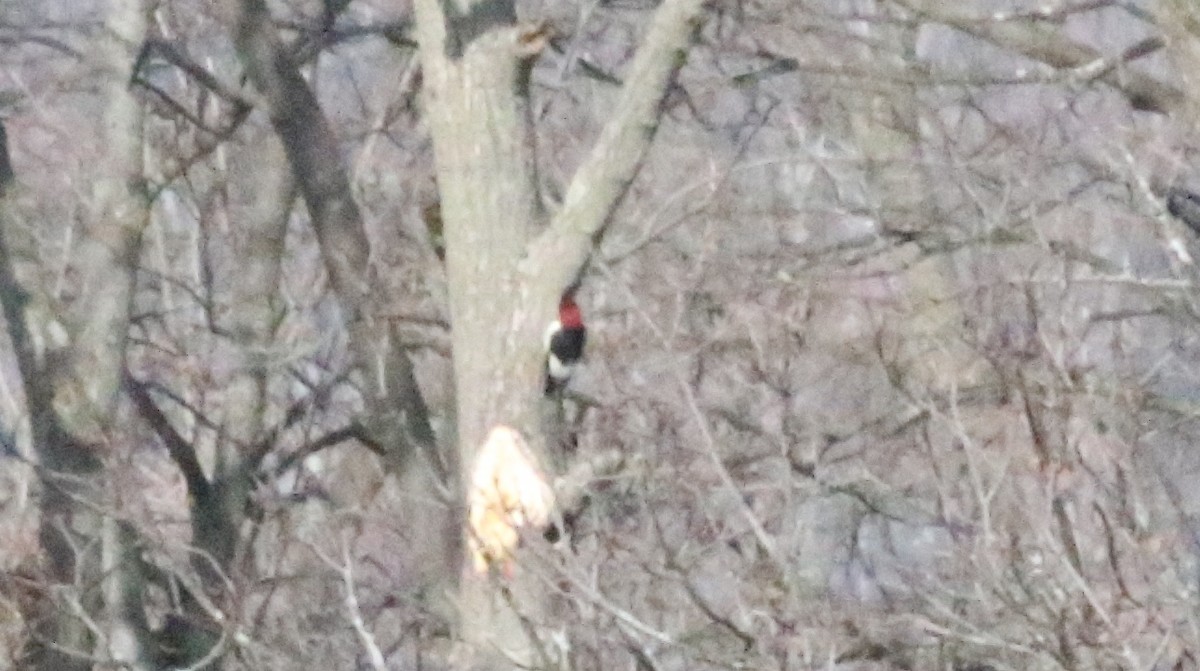 Red-headed Woodpecker - ML612465561