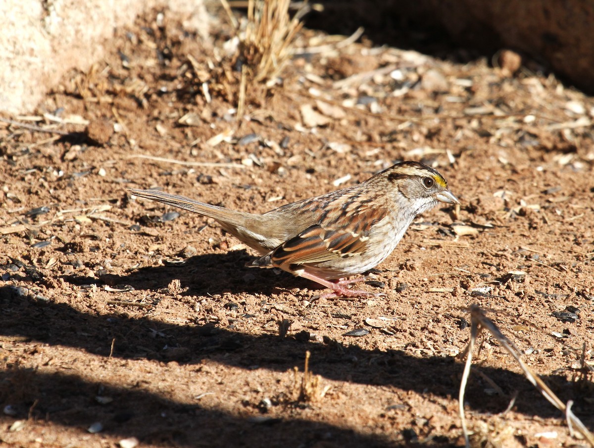 White-throated Sparrow - ML612465652