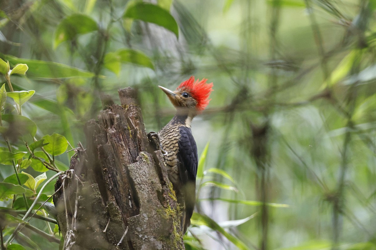 Helmeted Woodpecker - Larry Therrien