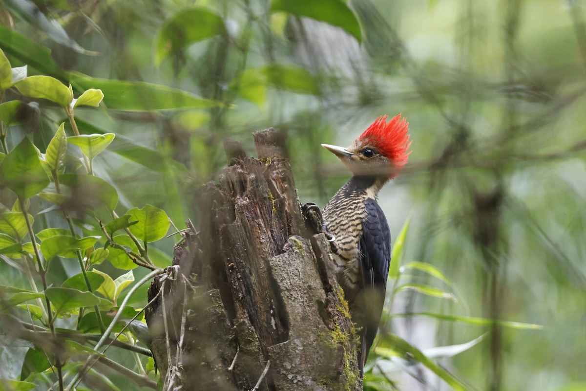 Helmeted Woodpecker - Larry Therrien
