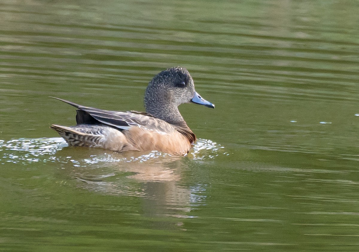 American Wigeon - ML612465698