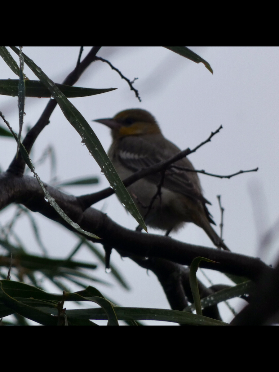 Bullock's Oriole - ML612465707