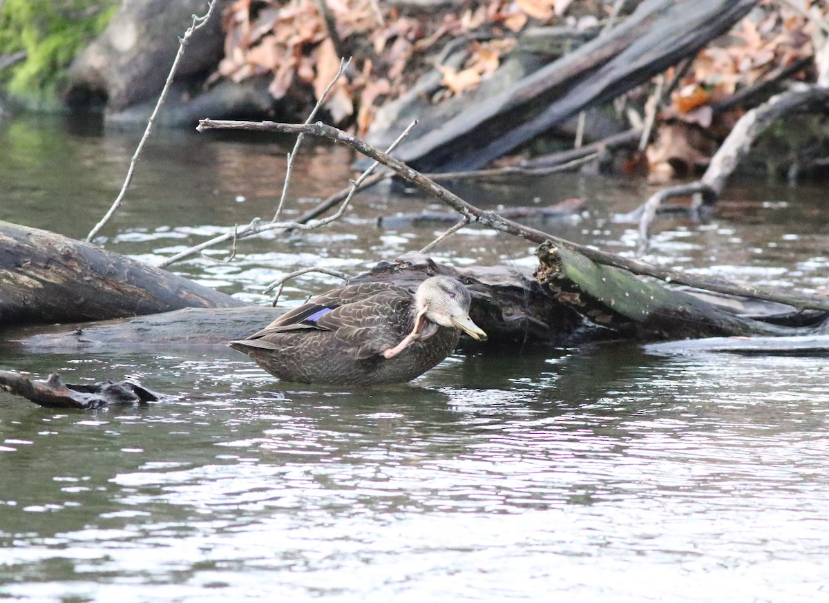 American Black Duck - Joe Gyekis