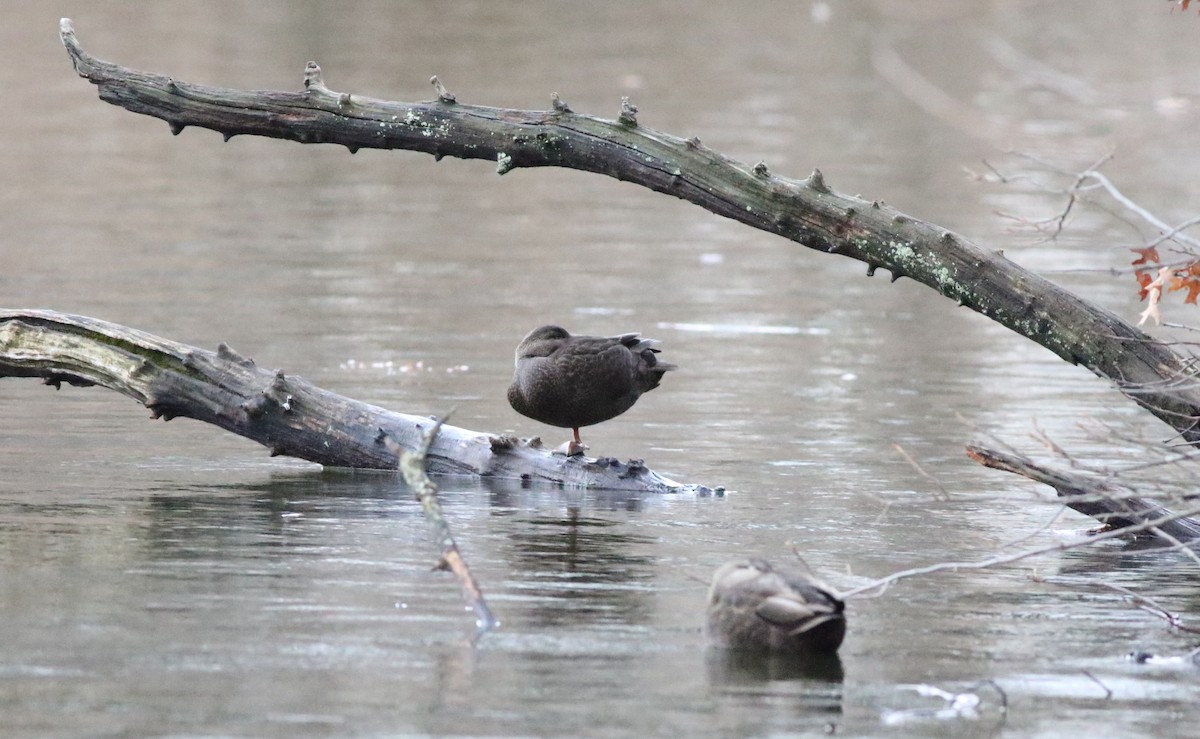 Canard noir - ML612465732