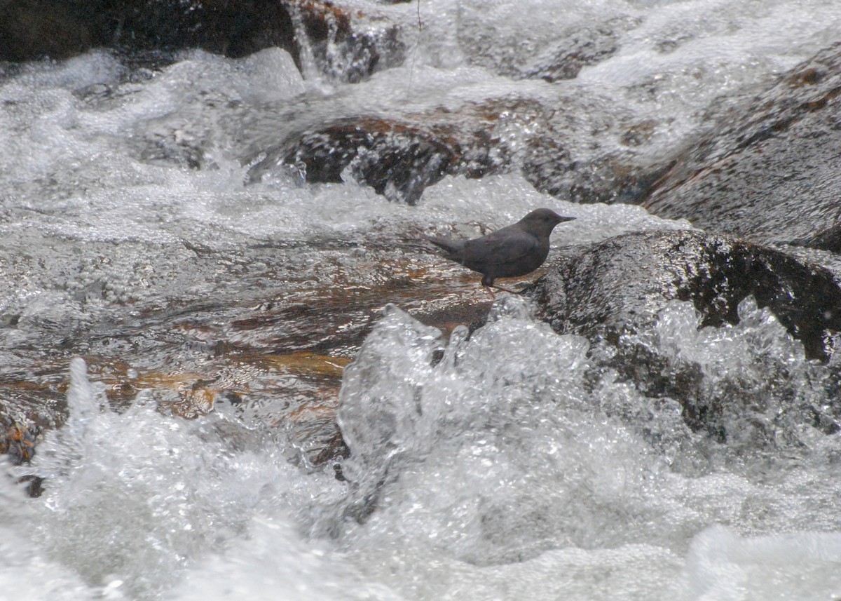 American Dipper - ML612465748