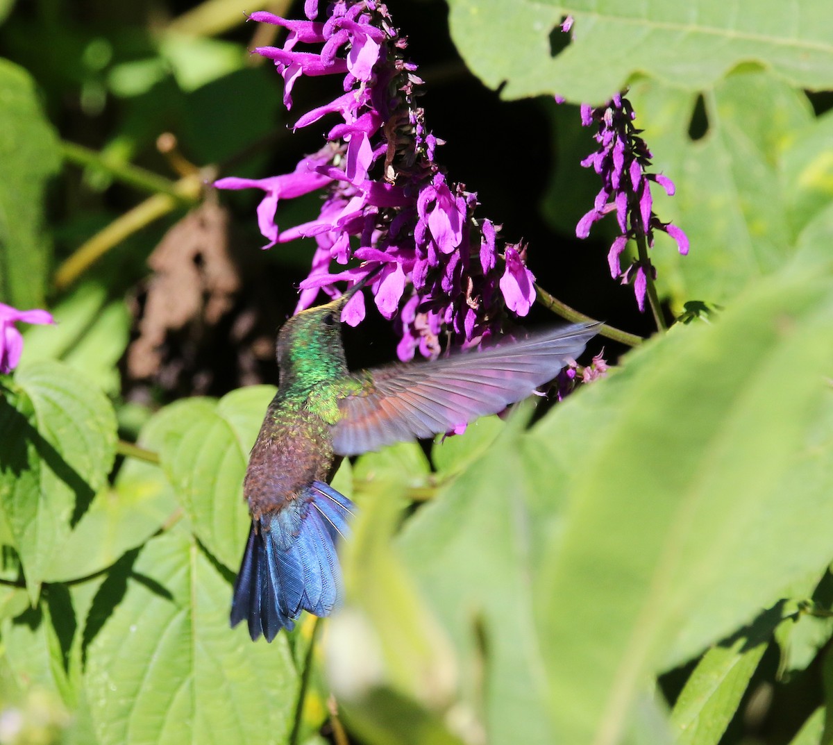 Blue-tailed Hummingbird - ML612465751