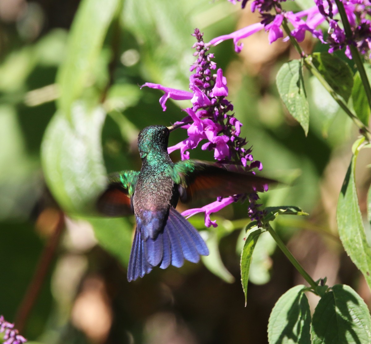 Blue-tailed Hummingbird - ML612465752