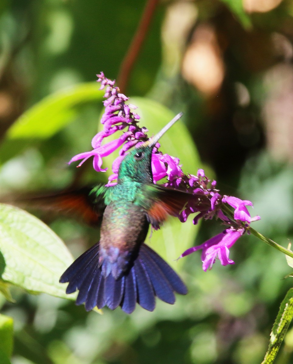 Blue-tailed Hummingbird - ML612465753