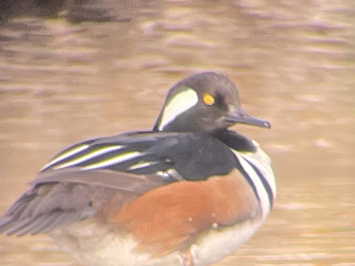 Hooded Merganser - Daniel Moore