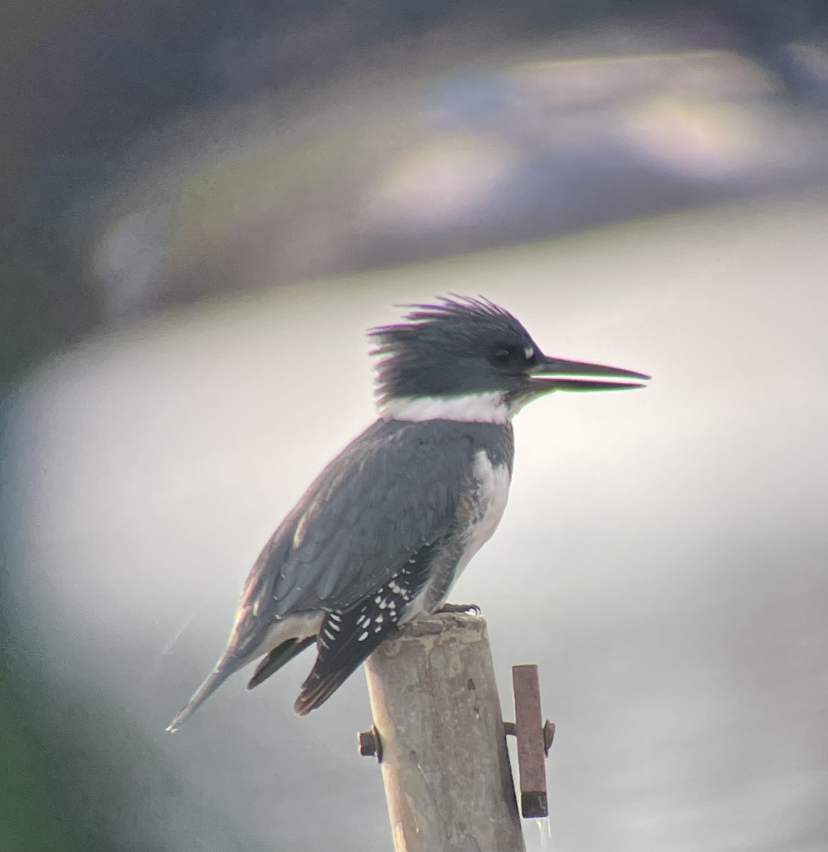 Belted Kingfisher - Daniel Moore