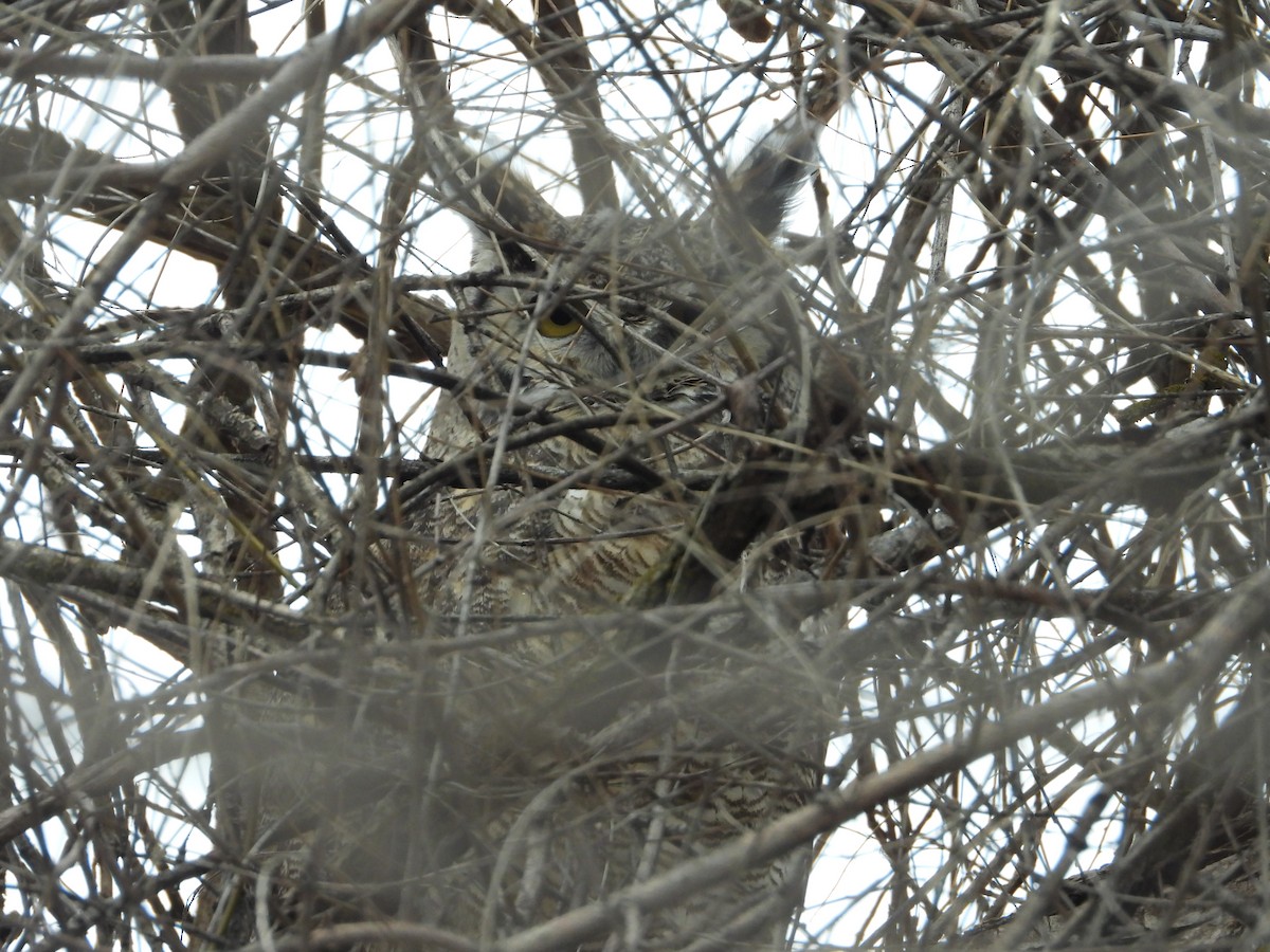 Great Horned Owl - ML612465791