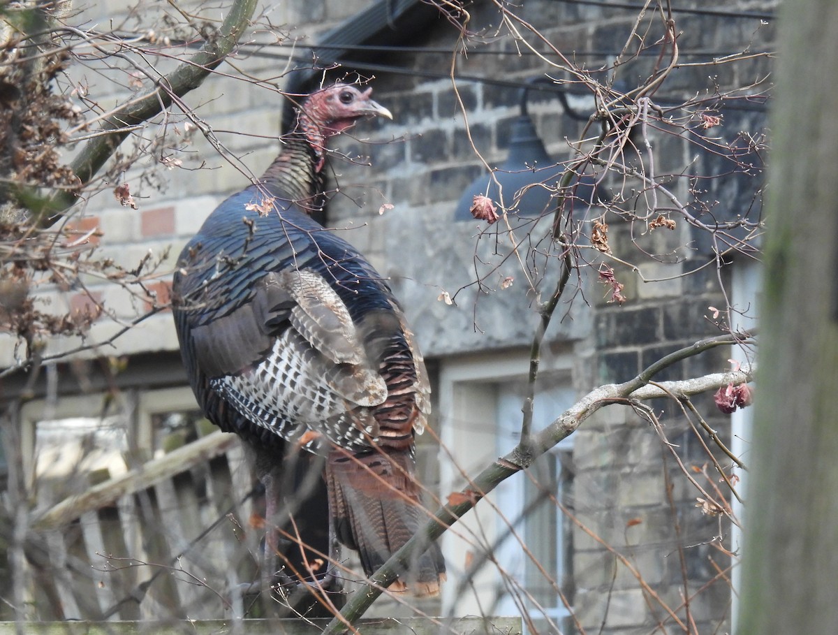 krocan divoký - ML612465883