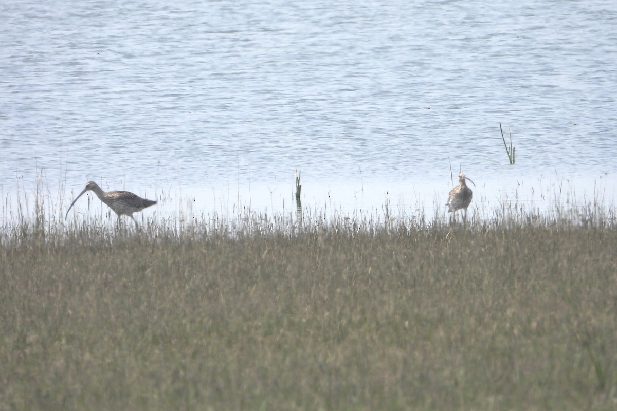 Eurasian Curlew - ML612465898