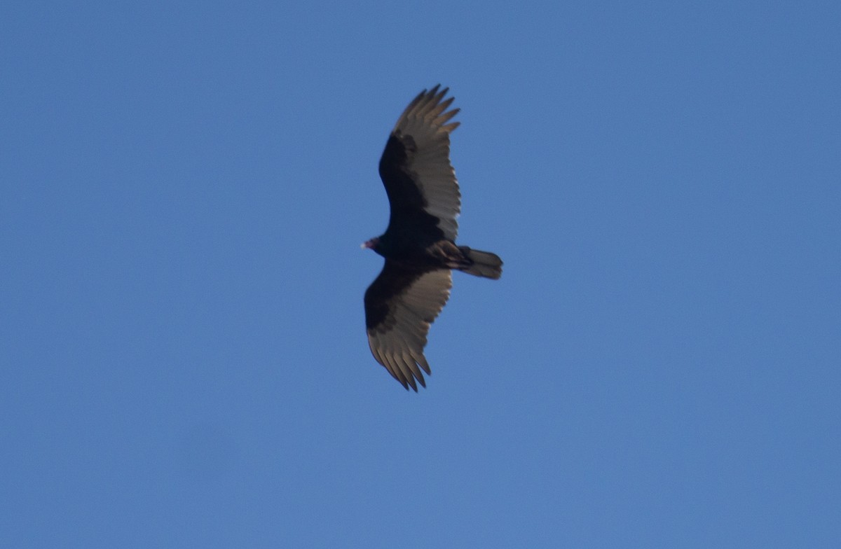 Black Vulture - ML612465932