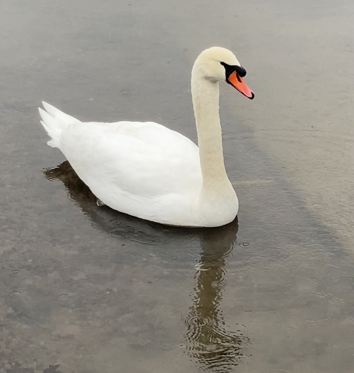 Mute Swan - Jonathan DeBalko