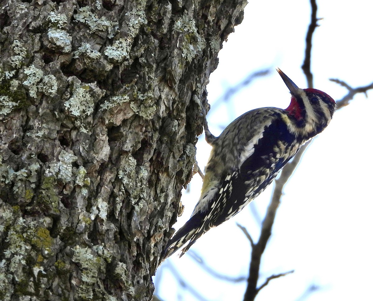 Yellow-bellied Sapsucker - ML612465970